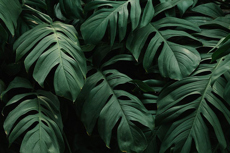 Rain Forest Desktop Presets 4594872 8 Rain Forest Desktop Presets 4594872 6