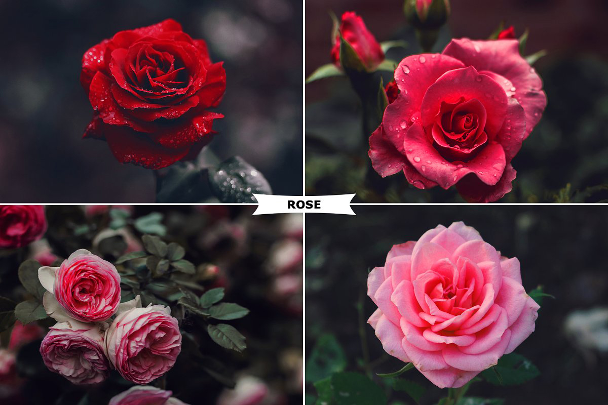 Rose Photoshop Action 4974092