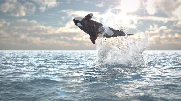 Videohive Jumping Whale Logo Reveal 21565667