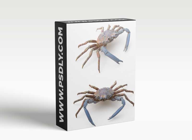 Spider Crab