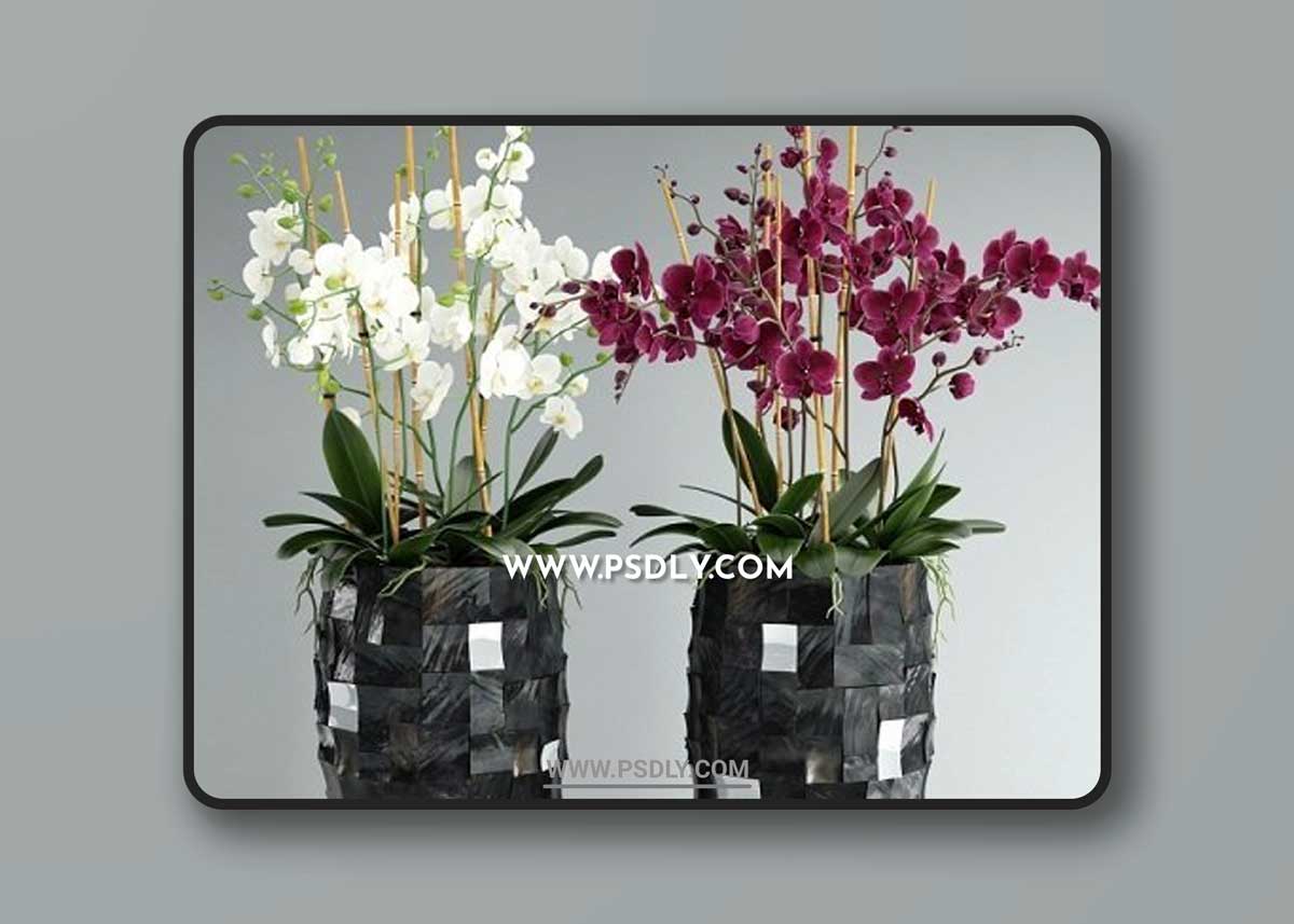 Orchid 6 3d Model