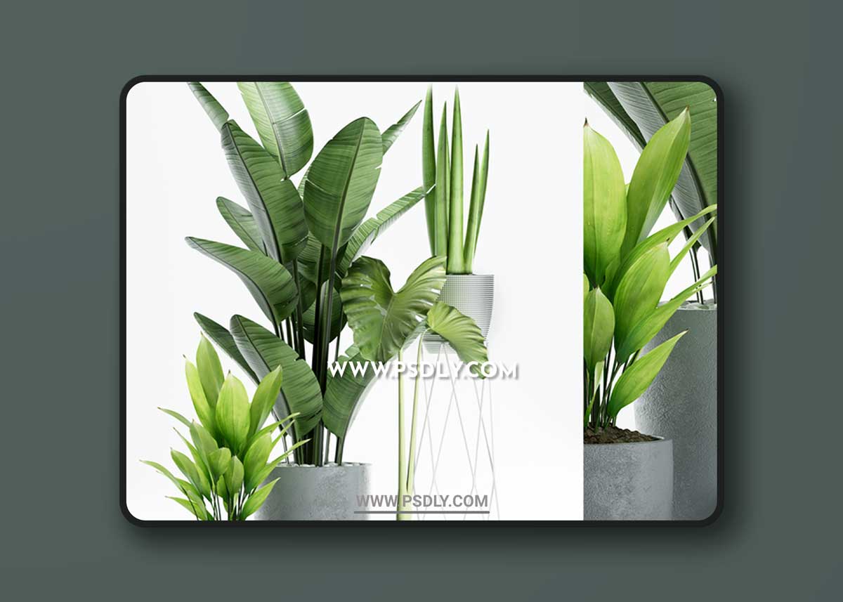 PLANTS 155 3D Model
