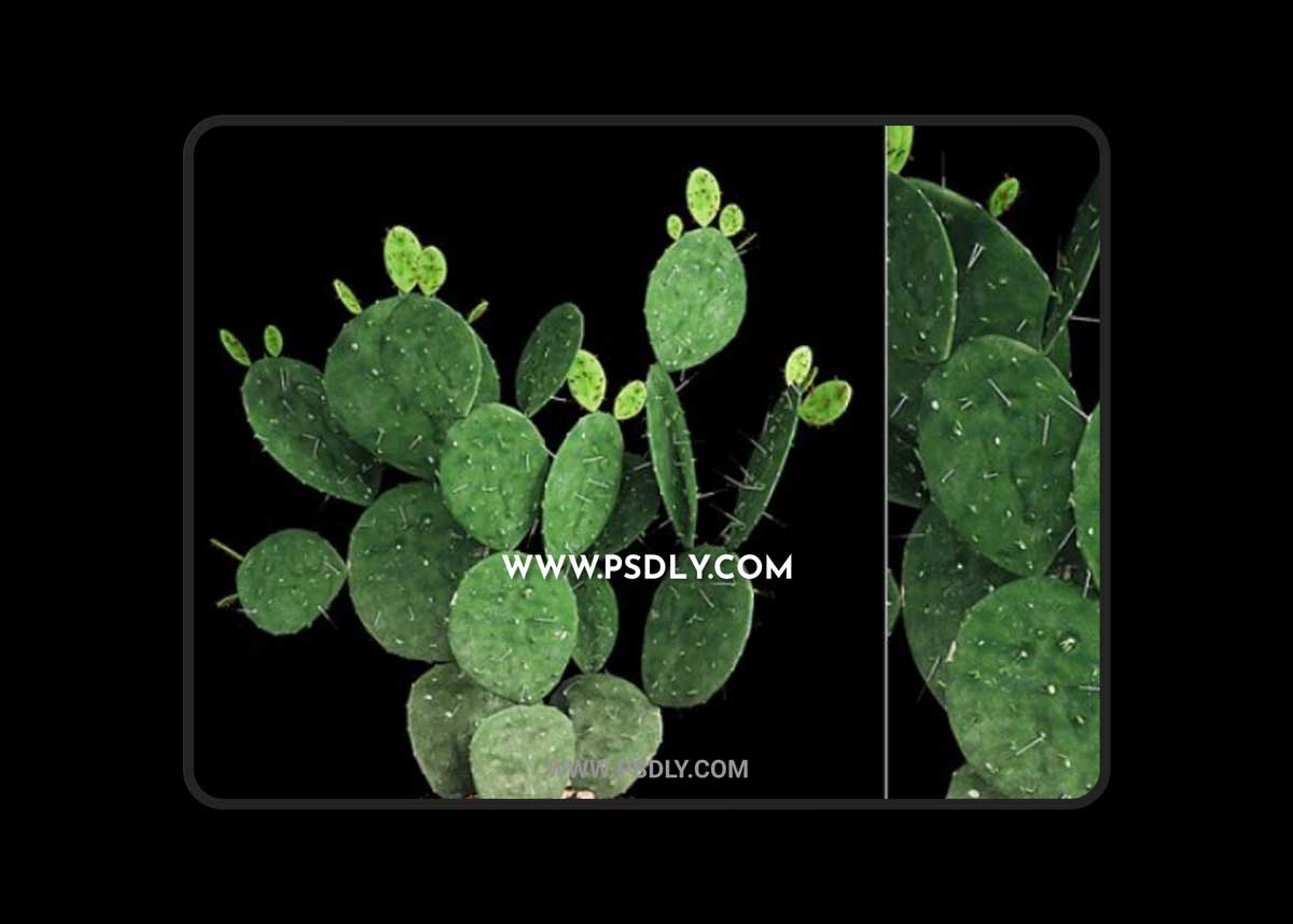 Plant 9 3D Model