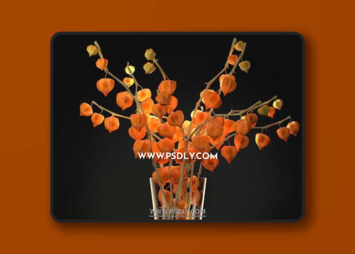 Fizalis_2 3D Models