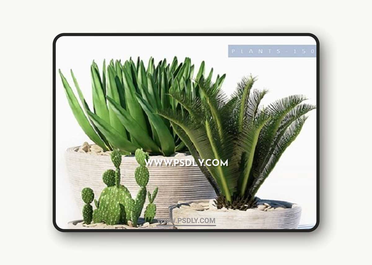 PLANTS 150 3D Model