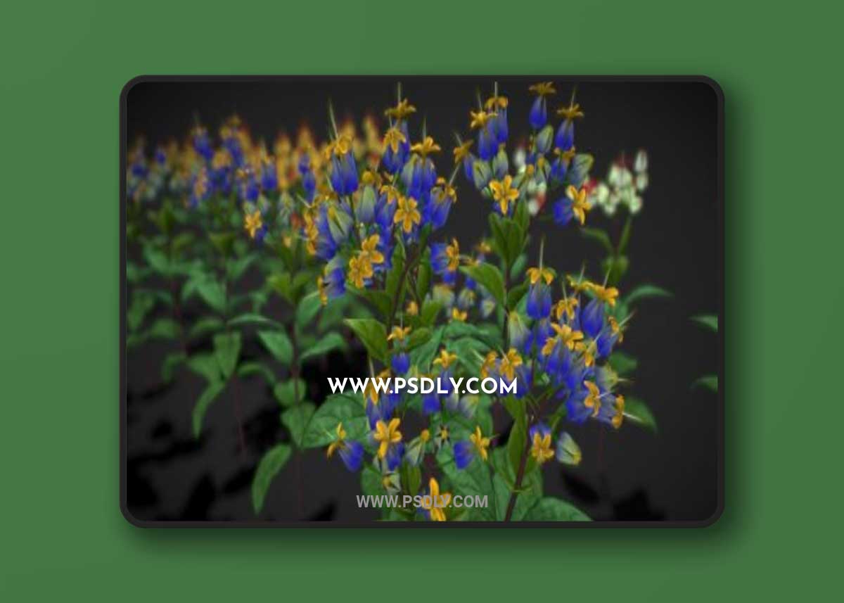 Cgtrader - Flower Clerodendron Thomsonae Low-poly 3D model