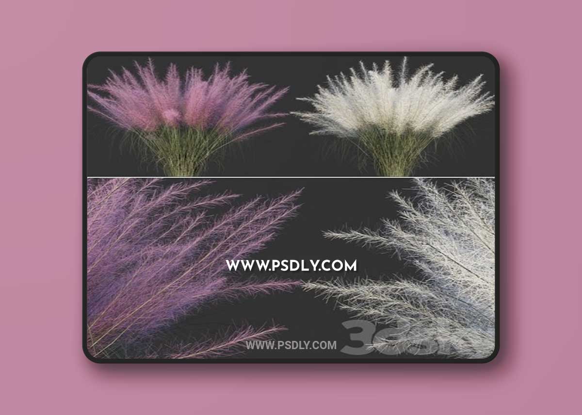 Muhlenberg hairy / Muhlenbergia capillaris 3D Model