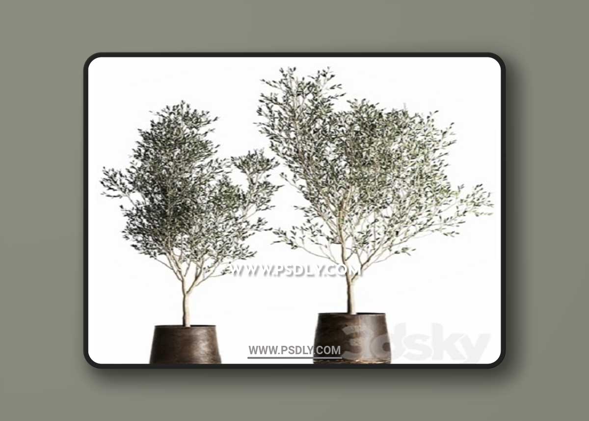 Olive trees 968. olive, tree, metal pot, landscaping, indoor plants, rust, outdoor