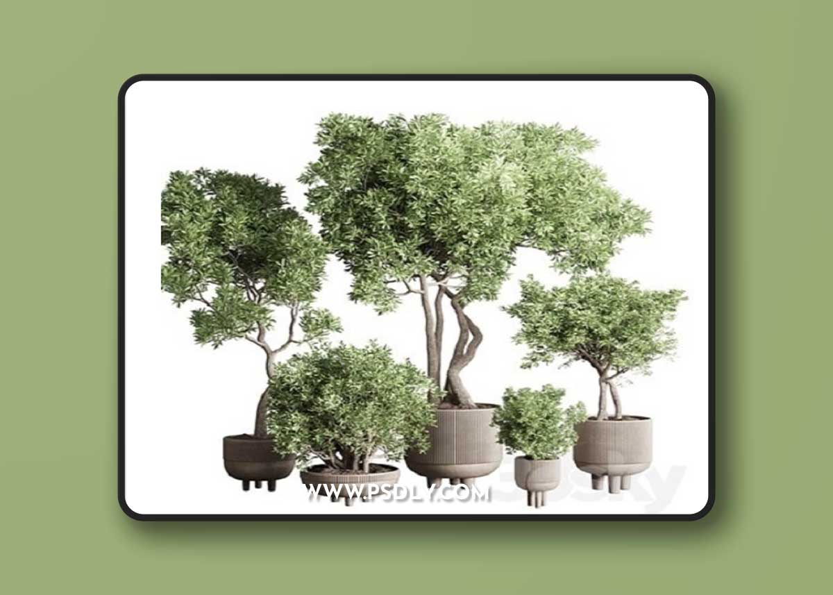Collection Indoor Outdoor plant 118 vase concrete pot tree corona