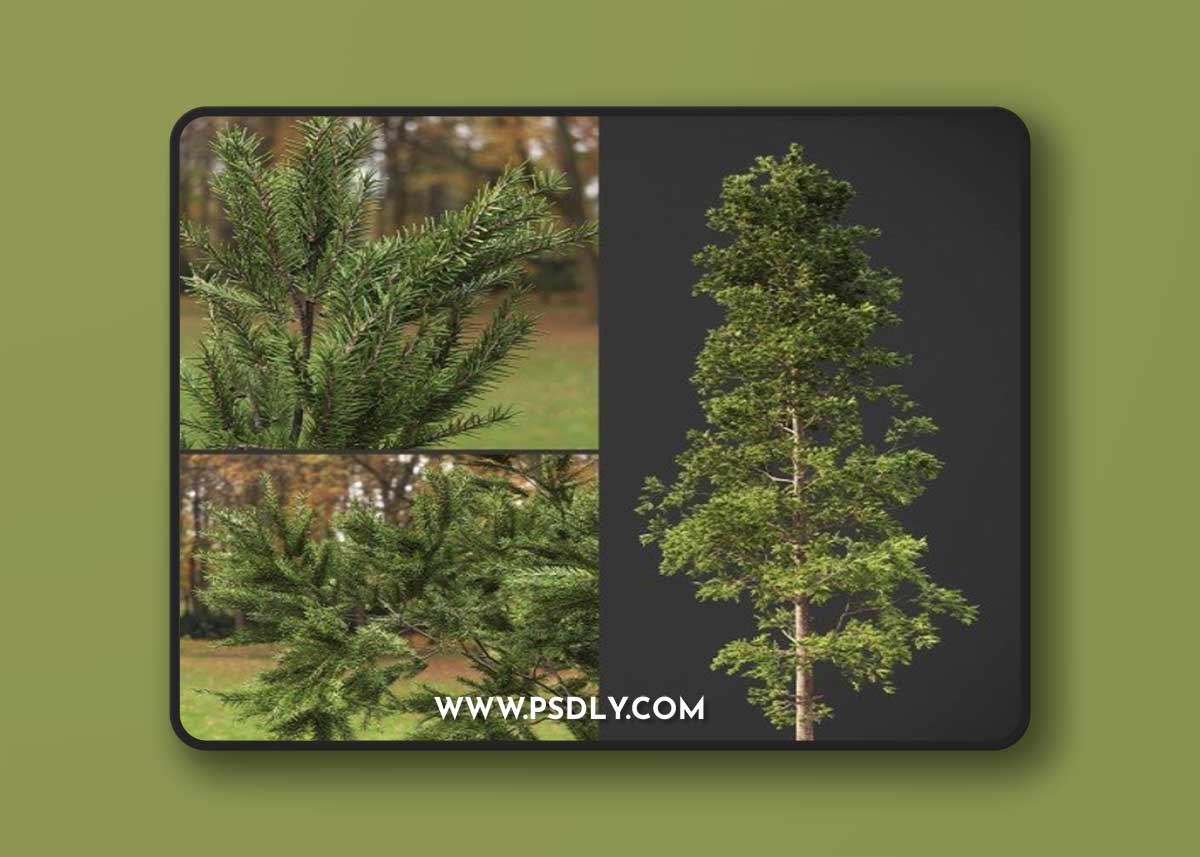 Pine Tree (GeoPattern) 3d model