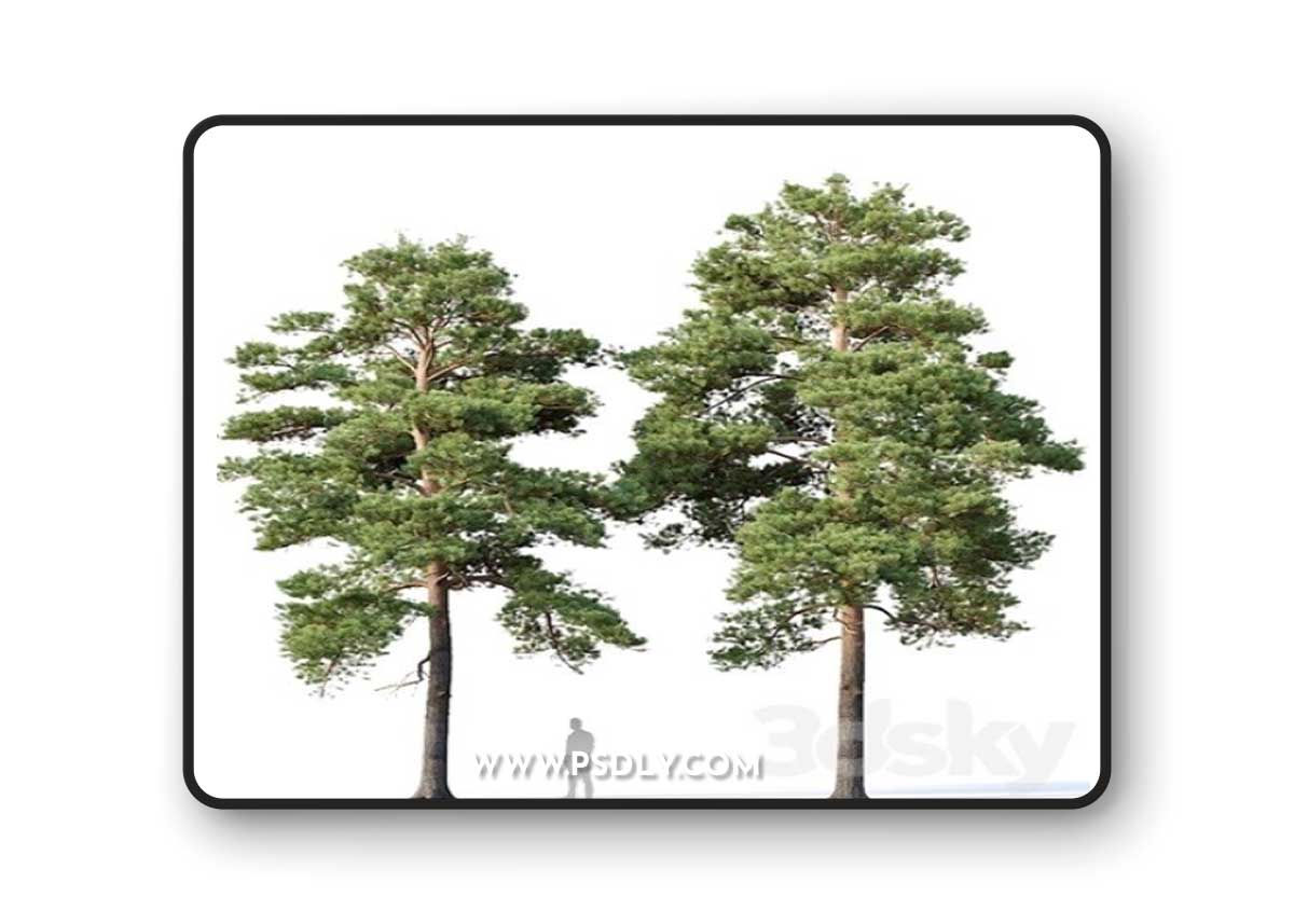 Pinus sylvestris Nr16 H12-14m Two tree set Corona