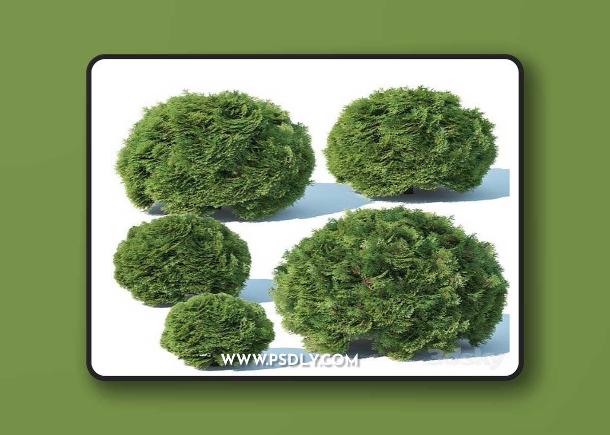Pro 3DSky - Thuya Occidentalis 3 Globe
