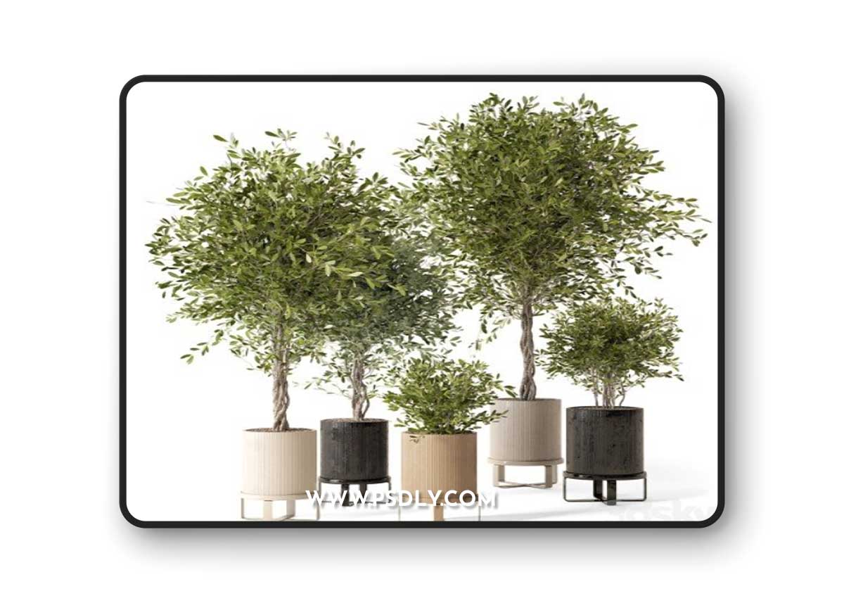 Indoor Plants in Ferm Living Bau Pot Large - Set 354