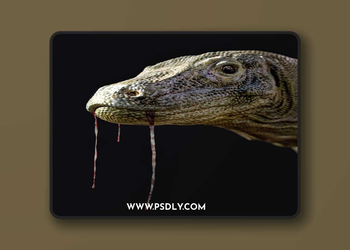 Daz3D Komodo Dragon by AM