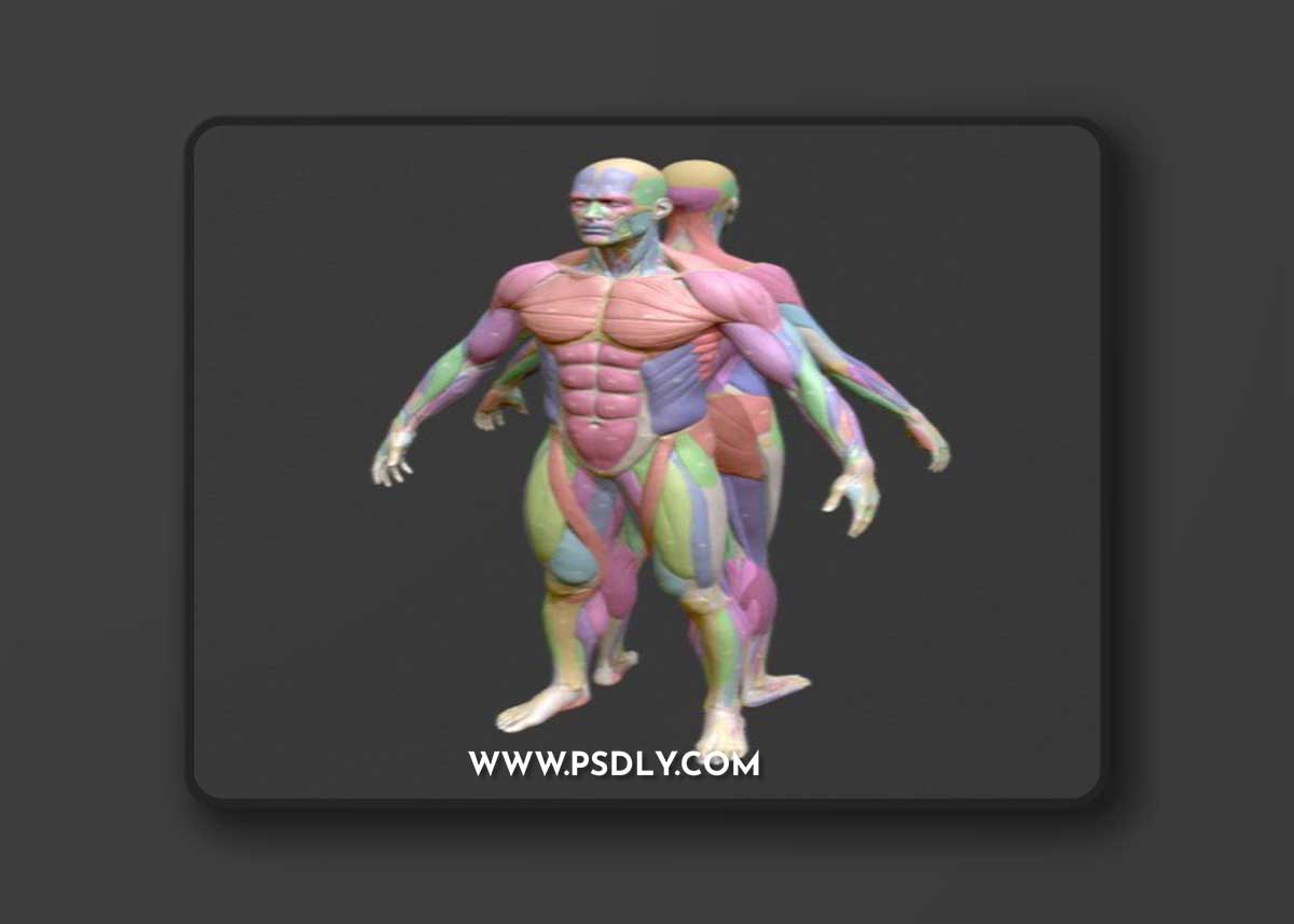 Écorché Musclenames Male & Female Anatomy Bundle 3D Model