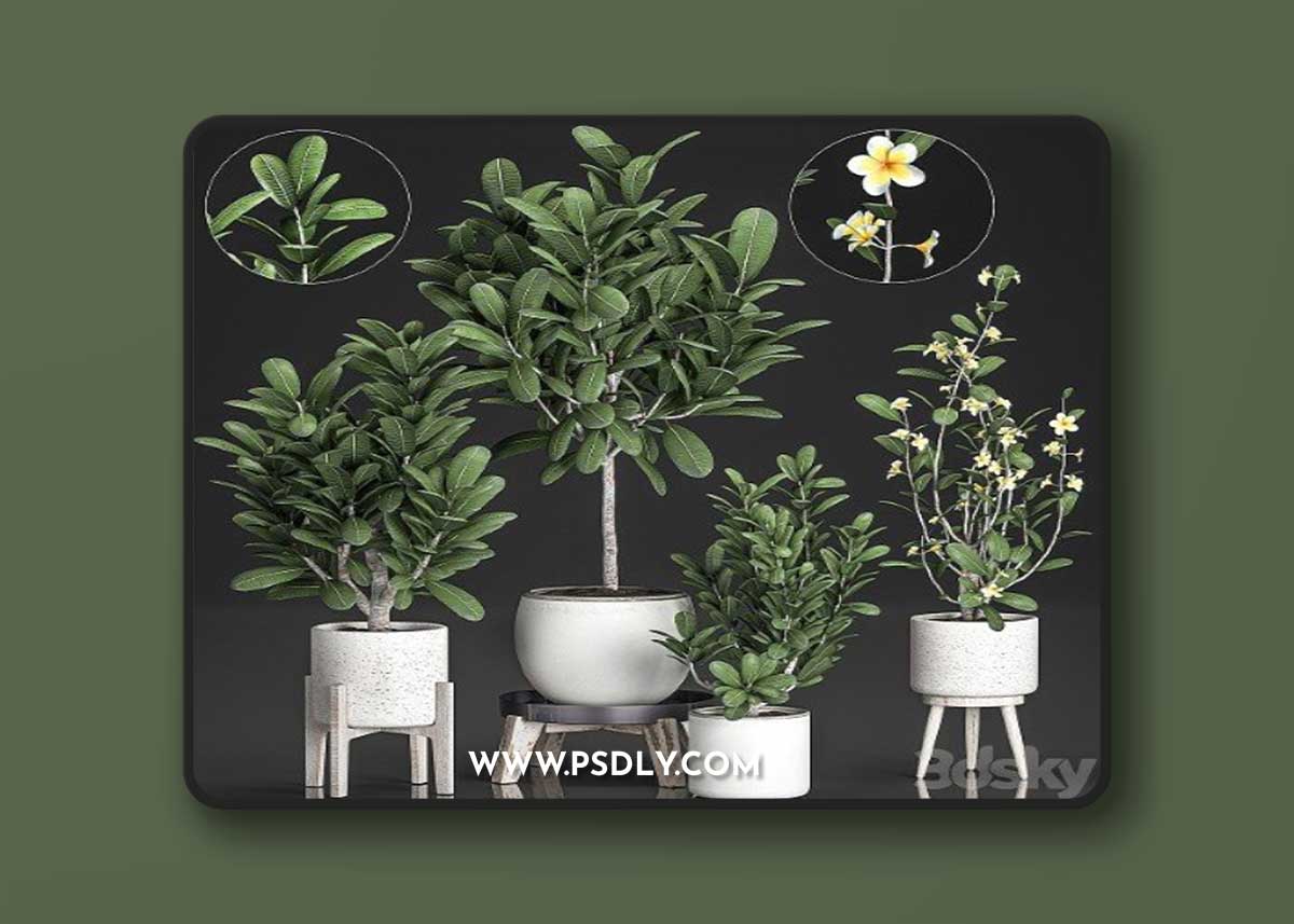Plant Collection 560