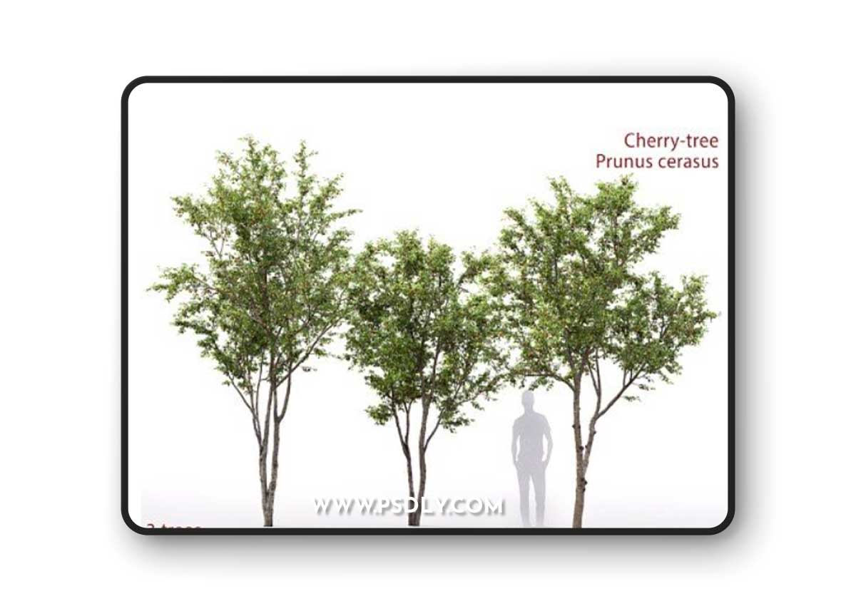 Prunus cerasus | Cherry-tree # 13