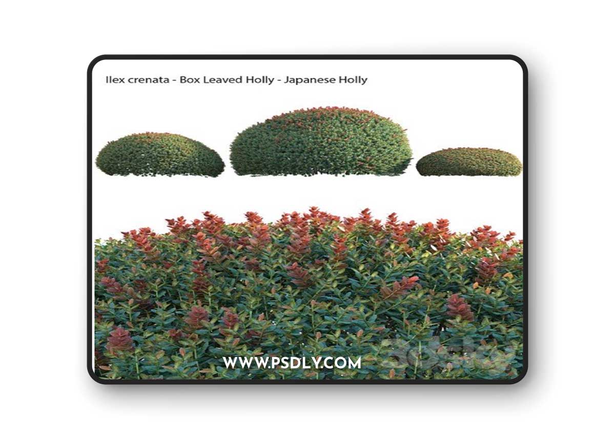 Ilex crenata - Box Leaved Holly - Japanese Holly - 02