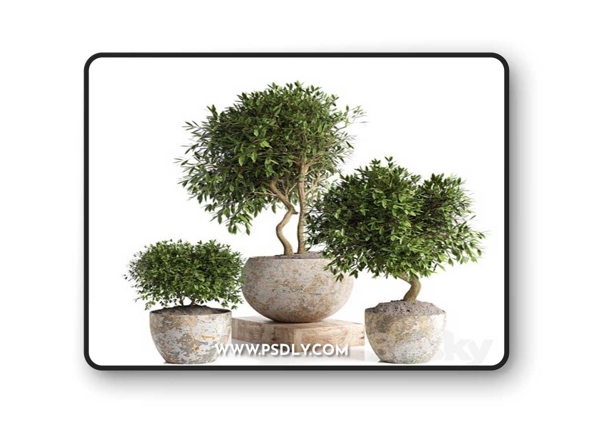 Outdoor plant in concrete pot 12