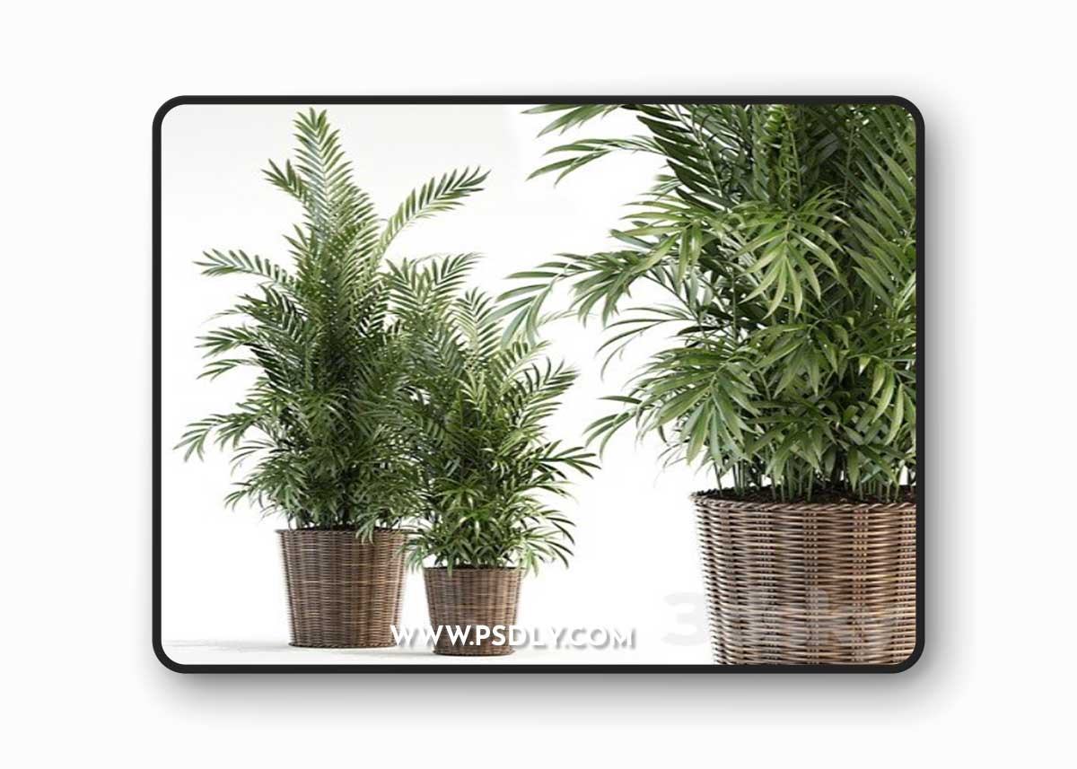 Plants collection 93 3D Model