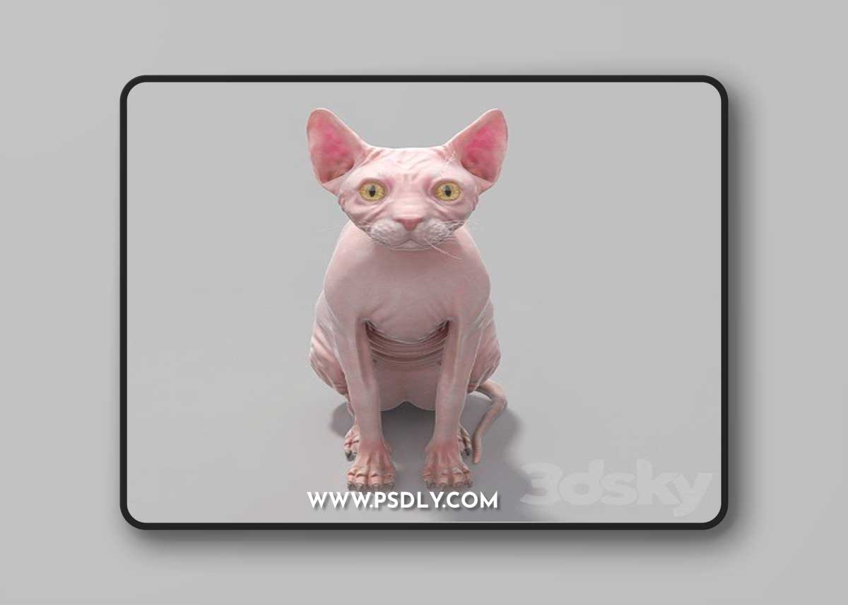 Sphynx Busko 3D Model