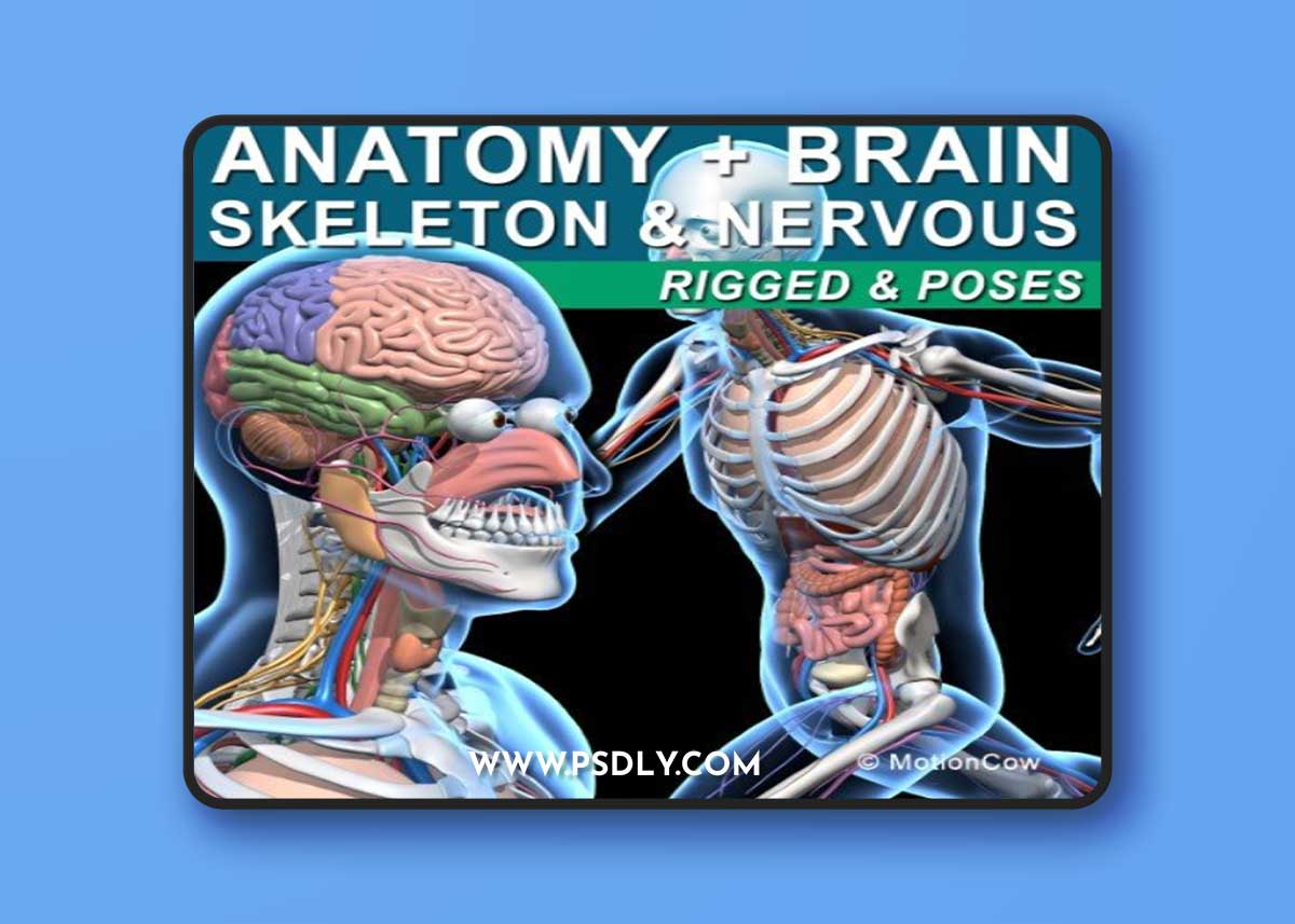 Turbosquid - Skeleton Anatomy Nervous Rigged (3DSmax, C4D, Blender)