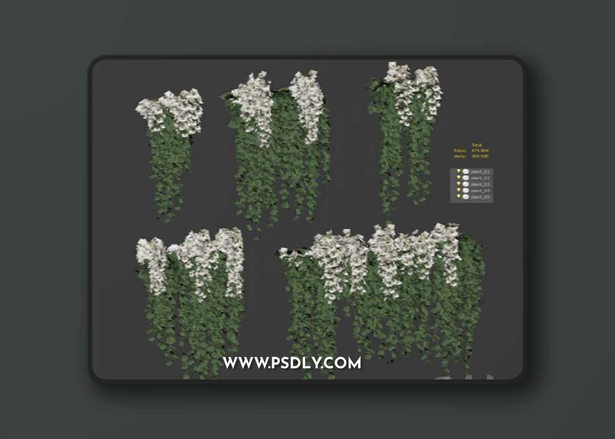 Hanging plants with white orchid flowers