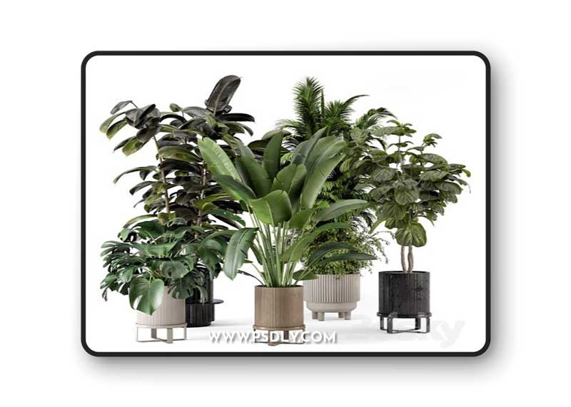 Indoor Plants in Ferm Living Bau Pot Large - Set 734