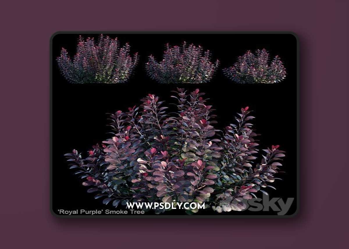 Royal Purple Smoke Tree | Cotinus coggygria