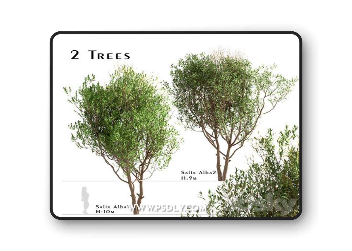 Set of Salix Alba Trees (White Willow) (2 Trees)