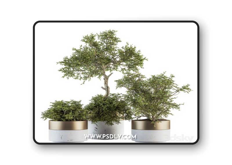 indoor Plant Set 200 - Tree in pot