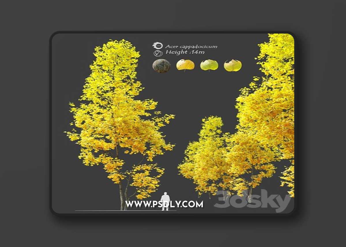 Autumn Acer cappadocicum (coliseum maple)