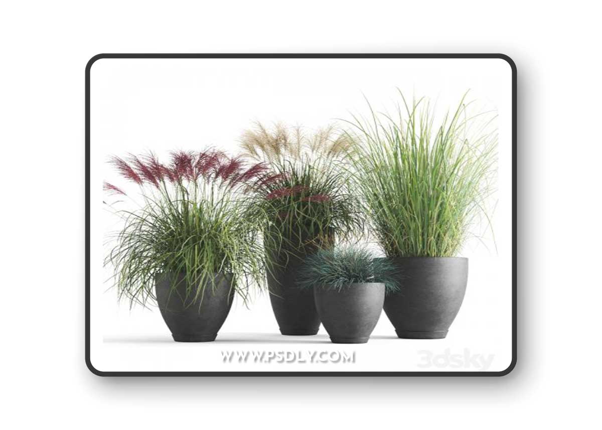 Decorative cereals in pots 3D Model