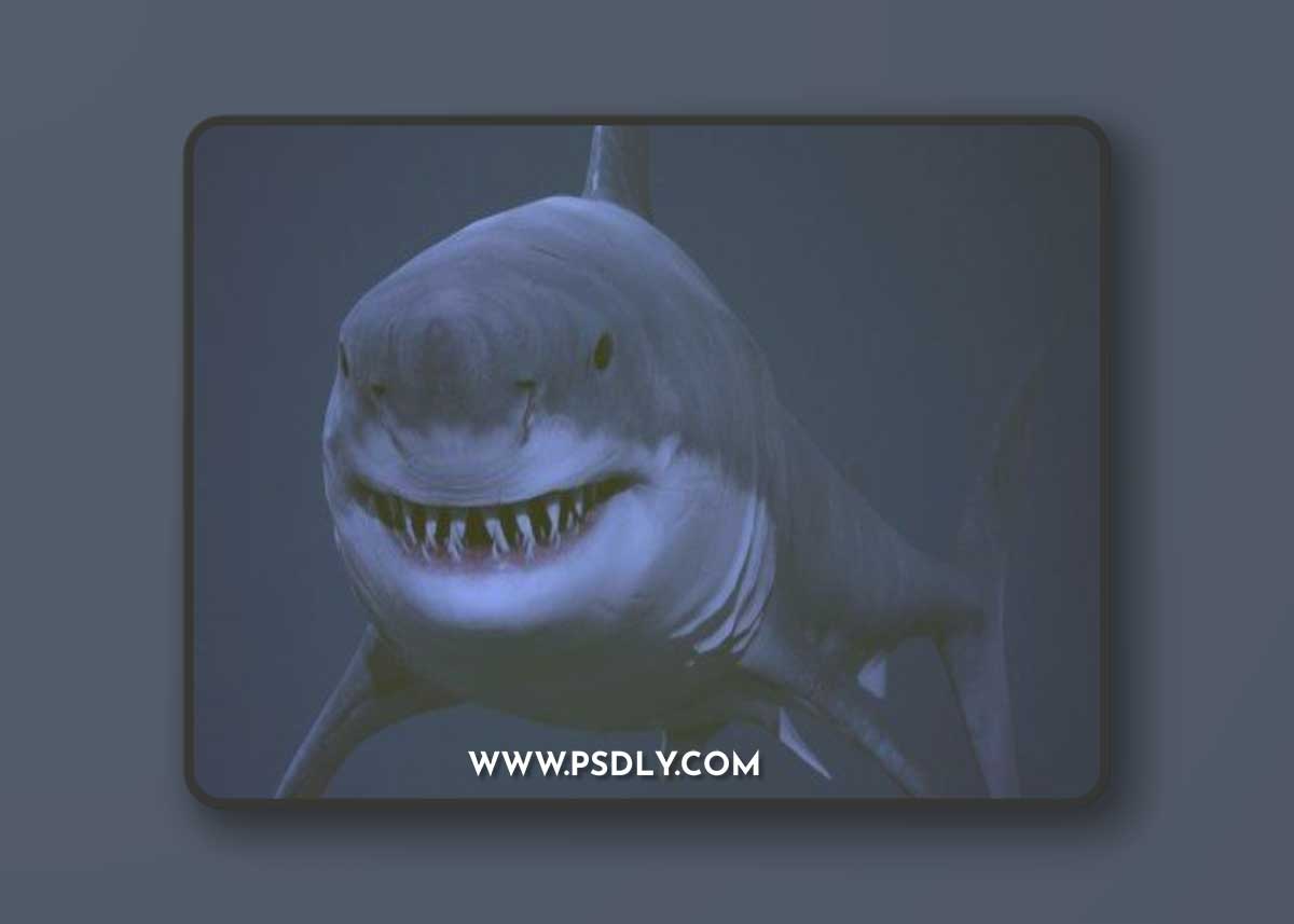 Great white shark AAA 3D Model