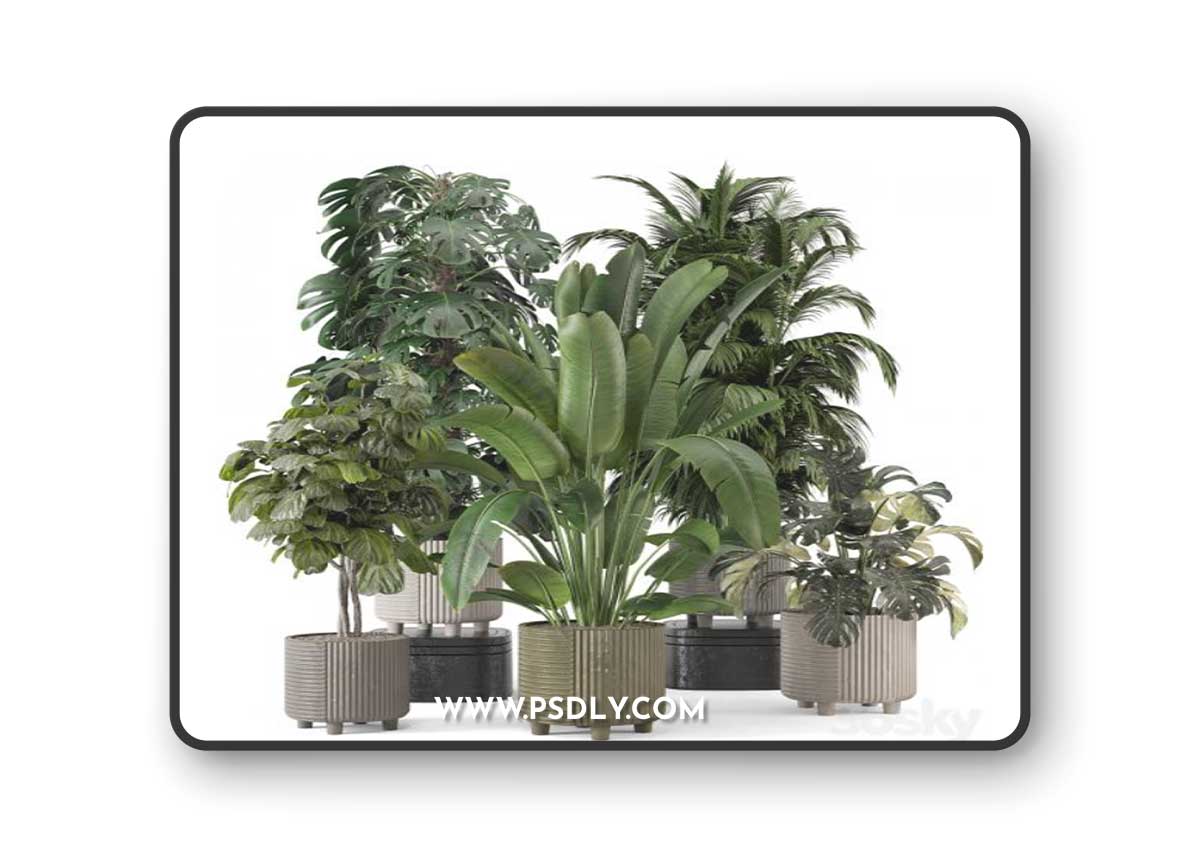 Indoor Planters in Cecilia Ficonstone Pot - Set 969
