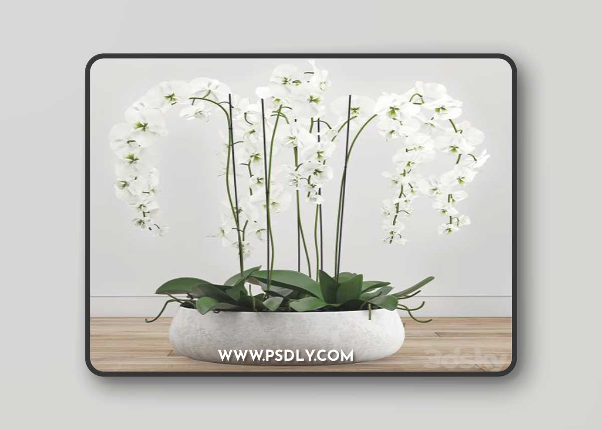 Orchid arrangement 2 3D Model