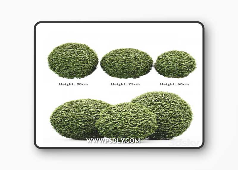 3 Dwarf Yaupon Holly - Spherical Plant