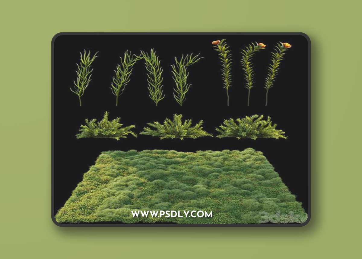 Blooming moss 2 3D Model