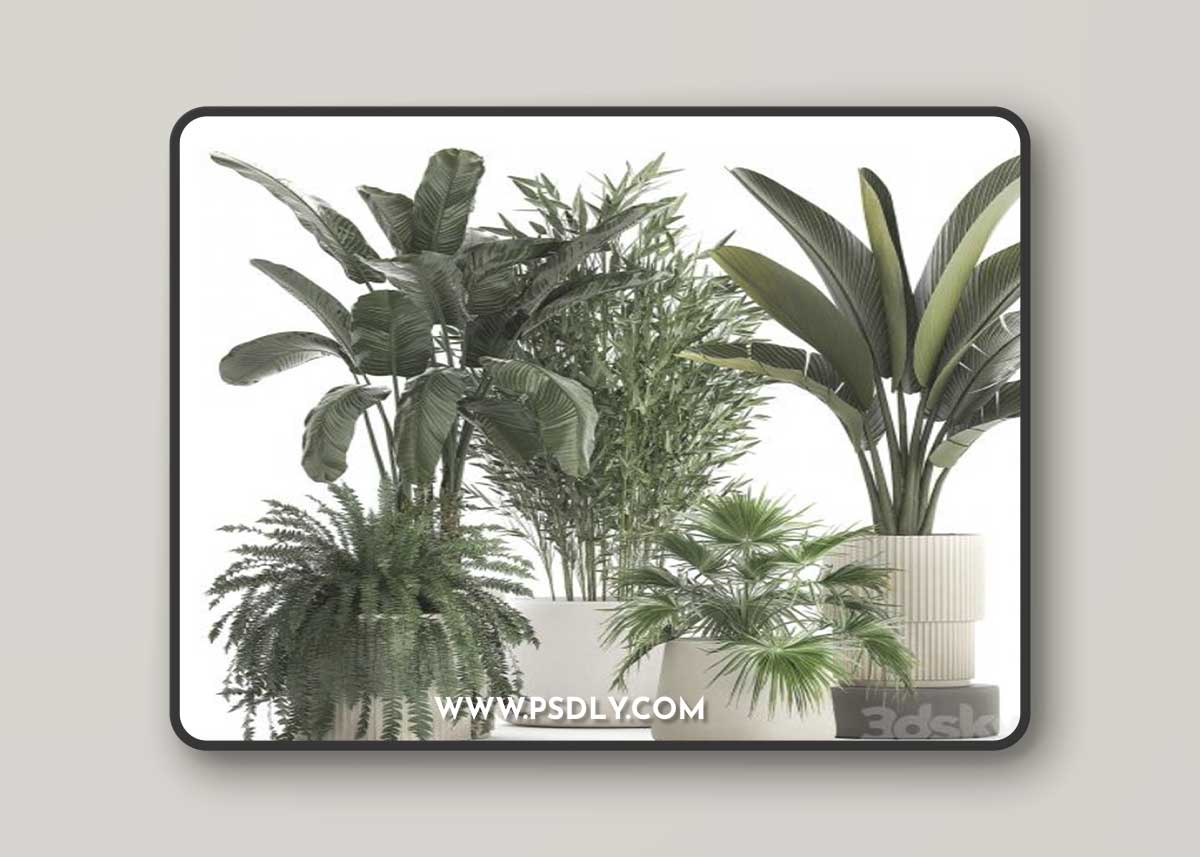 Collection of plants in white flower pots with Banana palm, ravenala, fern, bamboo. set 1352