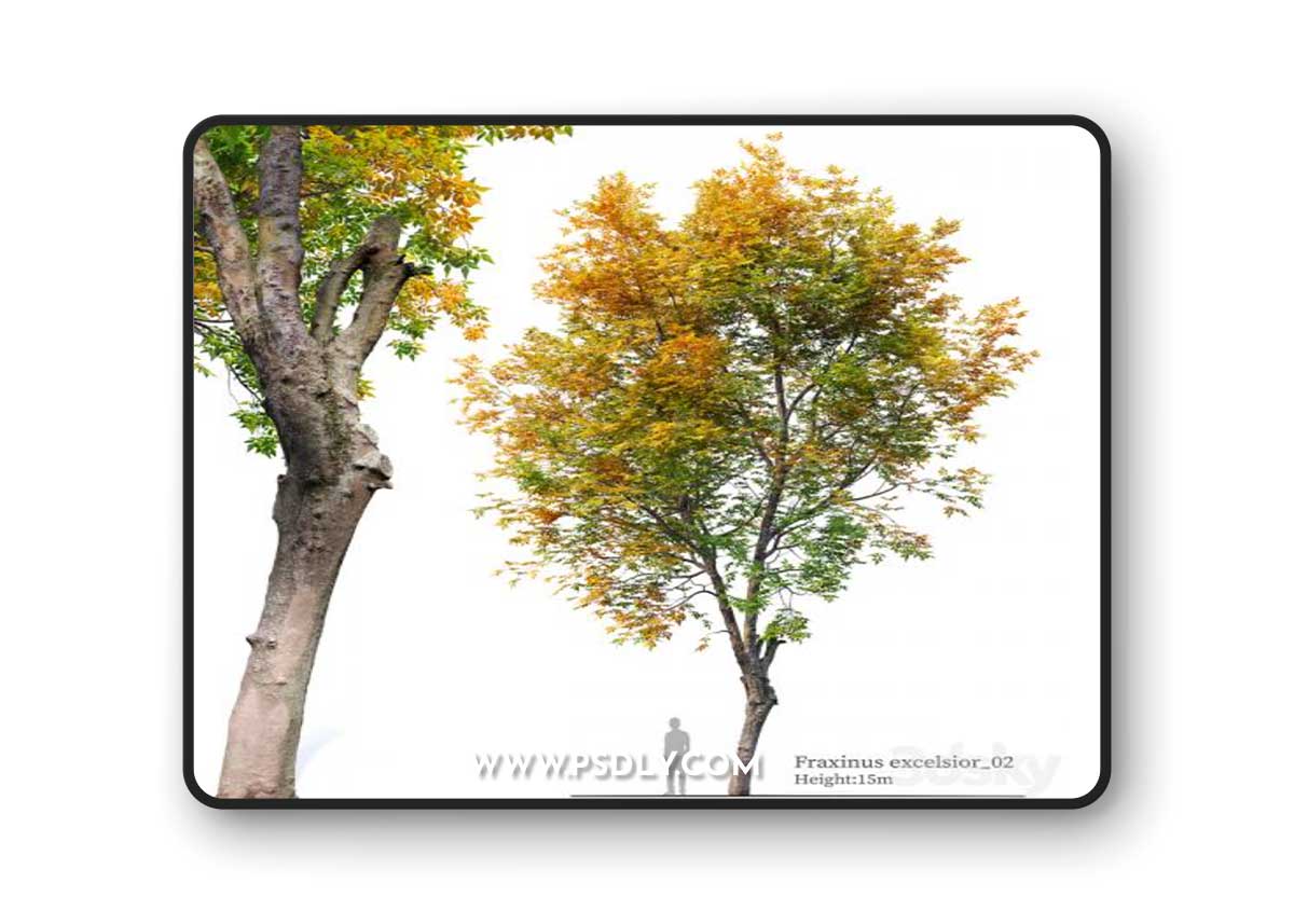 Fraxinus excelsior 02 3D Model