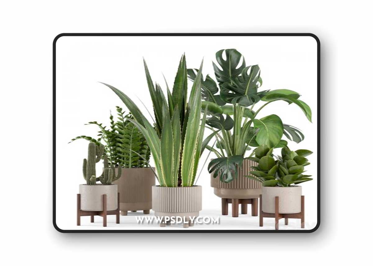 Indoor Plants in Standing Legs Small Bowl Concrete Pot - Set 245