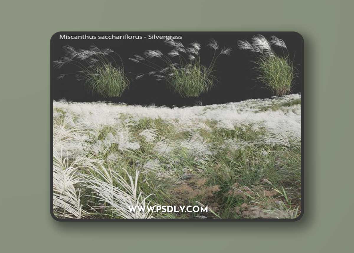 Miscanthus sacchariflorus - Silvergrass 03