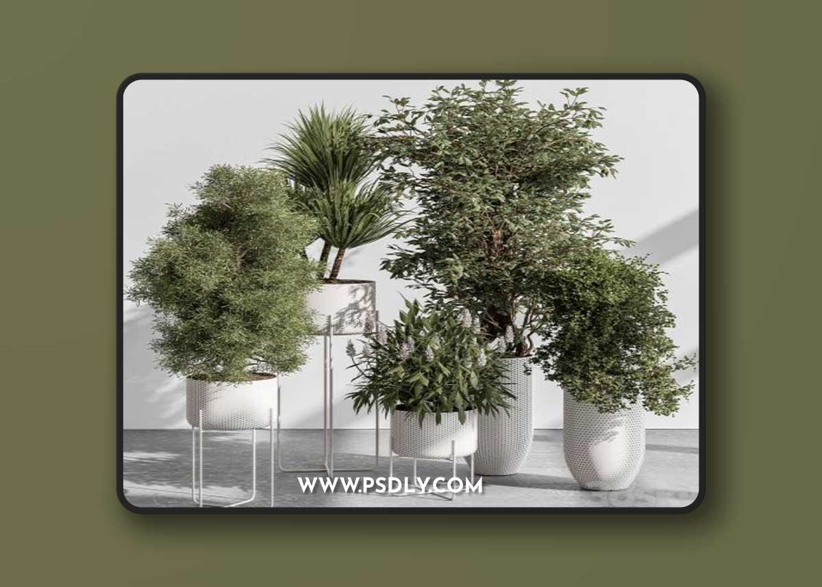 indoor Plant 431 - Tree and Bush
