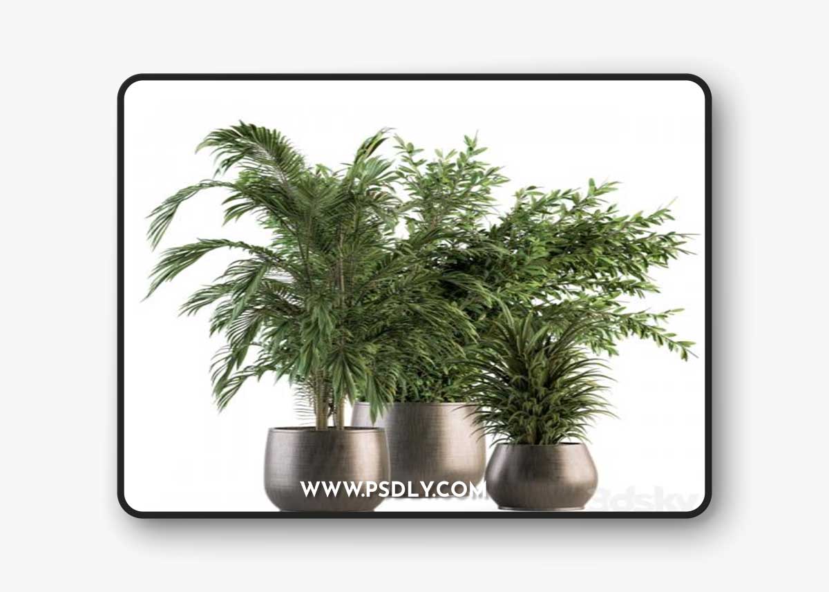 indoor Plant Set 112 - Tropical Plants