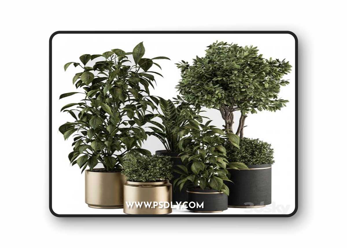 indoor Plant Set 378- Tree and Plant Set in pot
