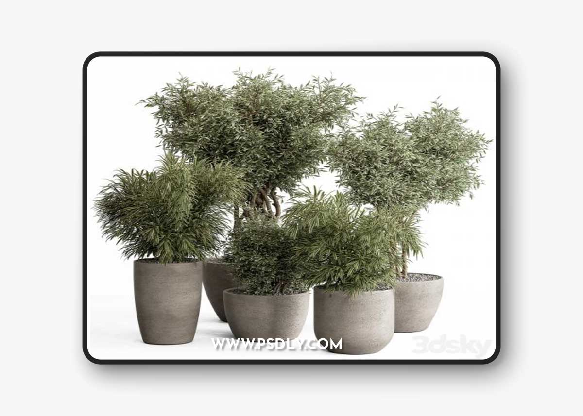 indoor Plant Set 417 - Tree and Bush