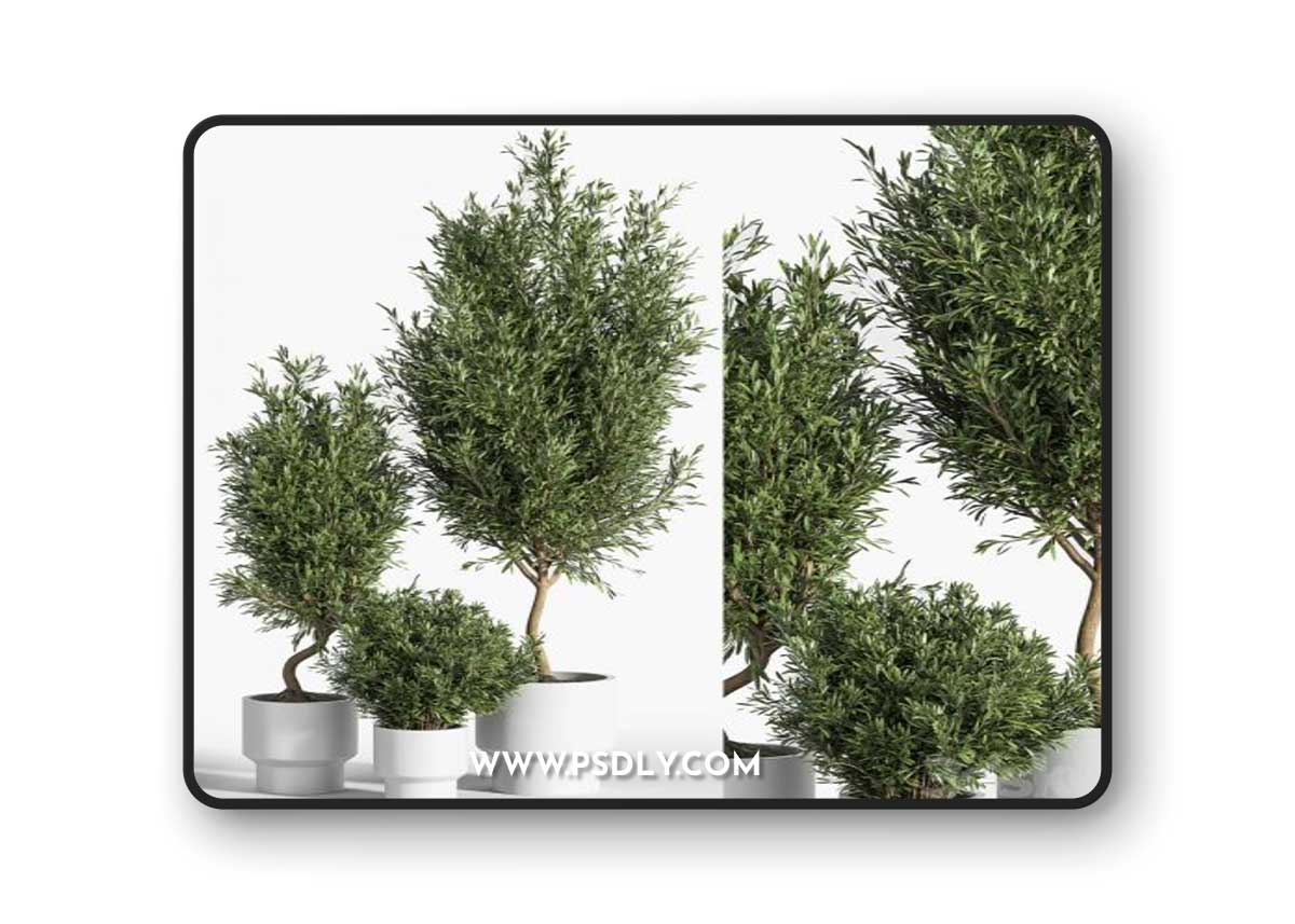 indoor plant olive set 04 3D Model