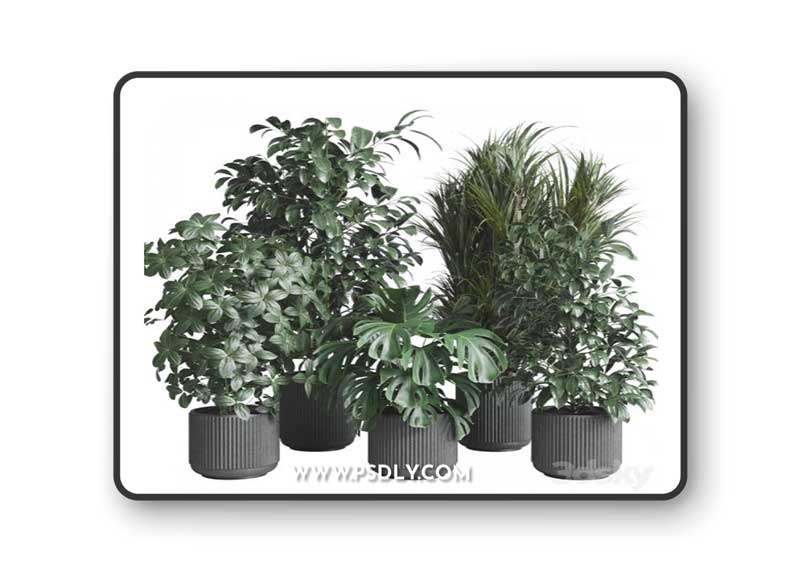 indoor plant set 308 pot palm ficus rubbery monstera concrete dirt vase