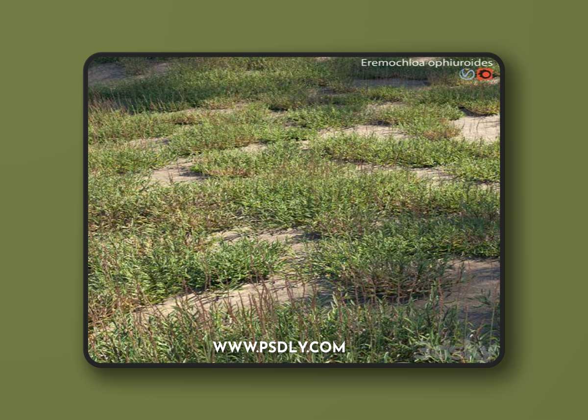 Eremochloa ophiuroides - wild