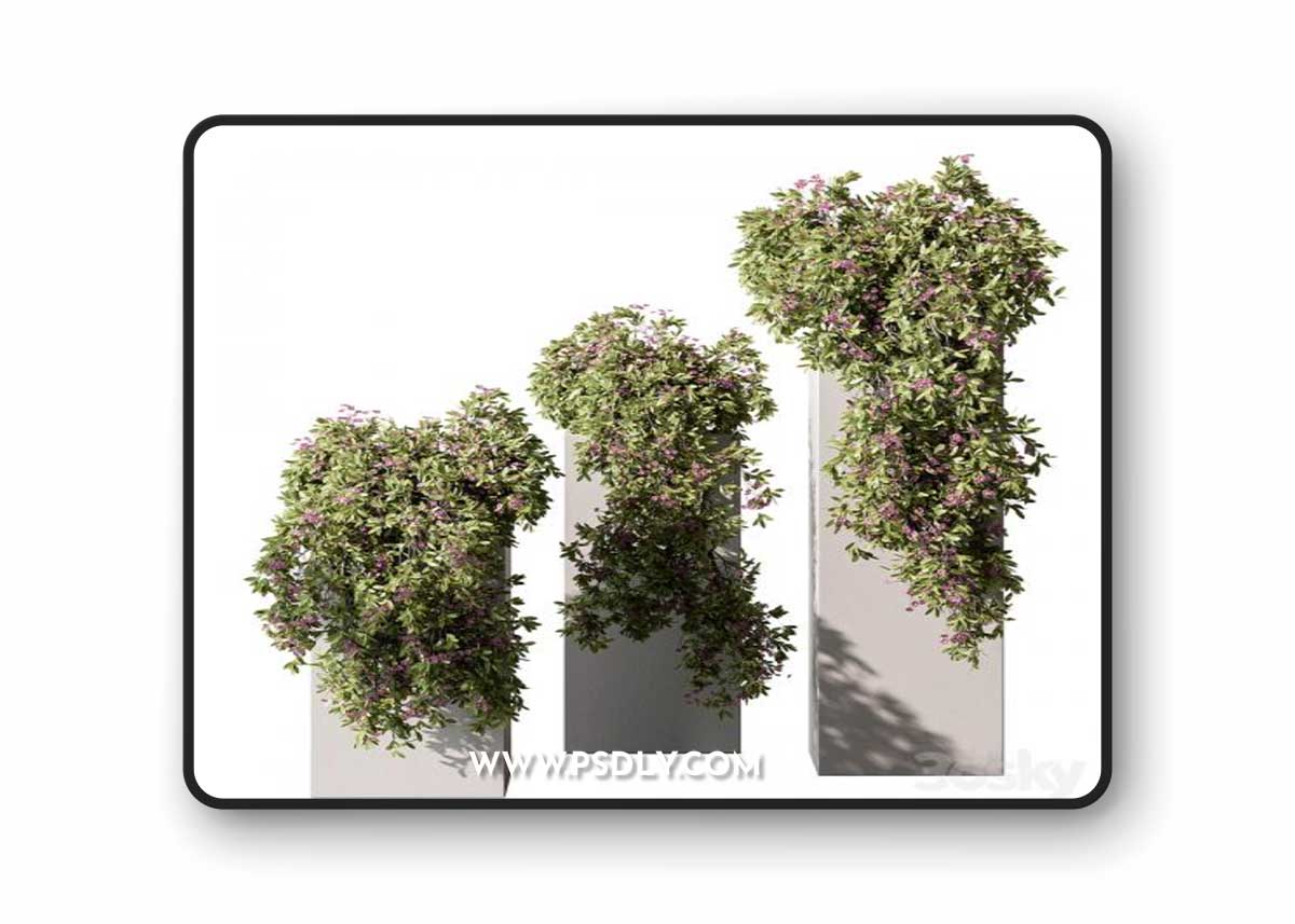 Hanging Plant in Box - Outdoor Plants 454
